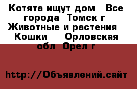 Котята ищут дом - Все города, Томск г. Животные и растения » Кошки   . Орловская обл.,Орел г.